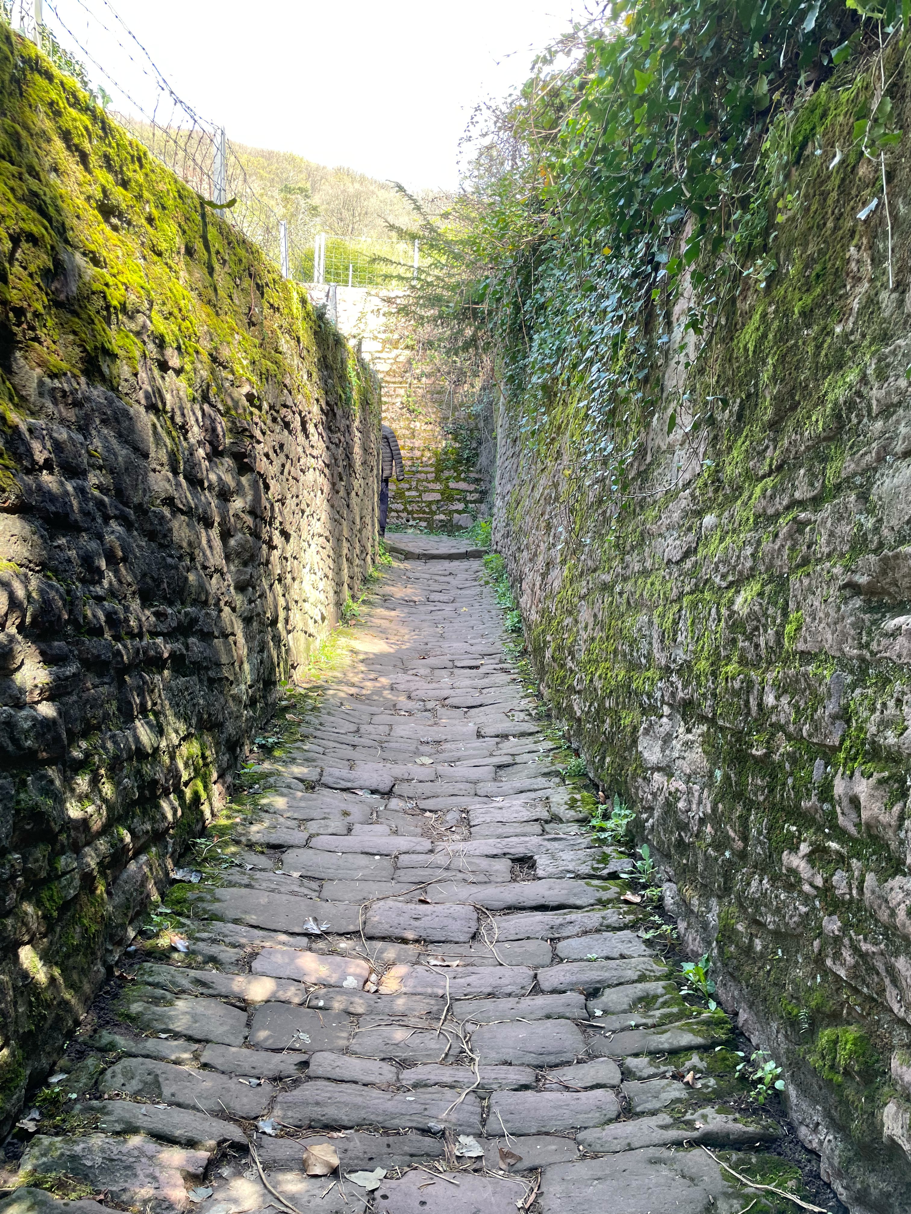 Heidelberger Osterwanderung – Heidelberg Easter Hike