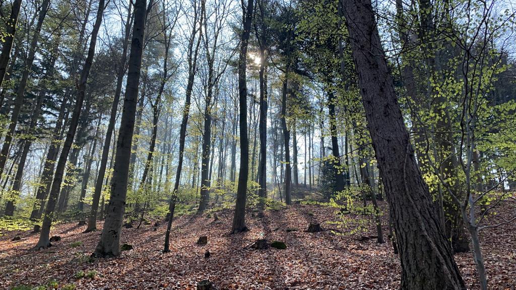 Entdeckungsreisen auf dem Heiligenberg